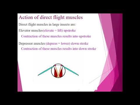 Flight in insects using direct flight muscles