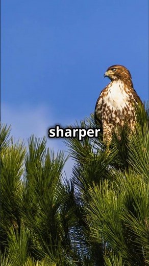 Red-Tailed Hawk - Buteo jamaicensis | Identification and Habitat #birdwatching #wildlifeconservation