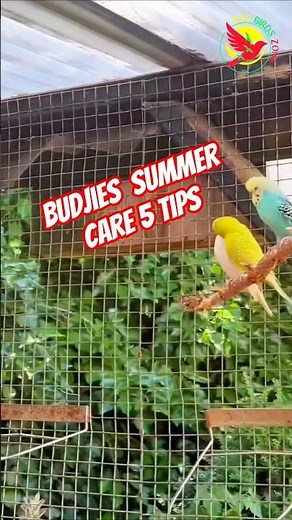 Budgie Summer Care Mistake Everyone Makes #budgie #petbird #birdtips