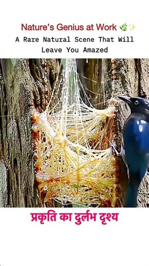 Nature’s Rare Sight: Birds Building a Nest Using Tree Gum #trending #viral #nature #fyp #viralshort