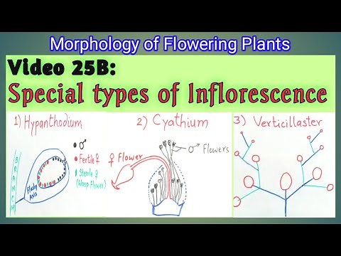 SPECIAL TYPES OF INFLORESCENCE : Hypanthodium, Cyathium and Verticillaster Inflorescence || NEET