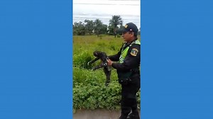 Police rescue sloth from road