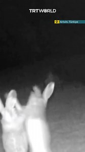 These rabbits refuse to compromise. Bouncing and punching like boxing champions, two rabbits were caught fighting in Artvin, Türkiye, in a camera trap video that went viral on social media after it was shared by the Turkish General Directorate of Nature Conservation and National Parks. | TRT World
