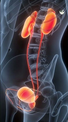 Top 5 Prostate Health Supplements!