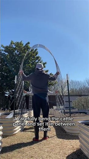 How to build cattle panel trellises in your garden