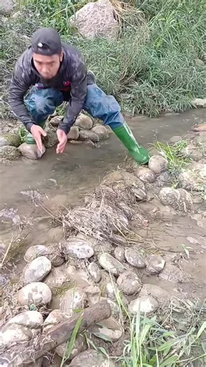Catching Fish by Hand in a Small Stream | Village Fishing#FishingLife #HandFishing #VillageLife #RiverFishing #NatureVideo