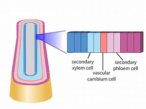 2K views · 90 reactions | 1. Many plants grow thicker over time. This...