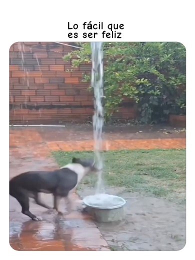 Perro jugando en la lluvia ! Lo fácil que es ser feliz #Perro #lluvia #fypシ #memes #virals | En Español Mundial