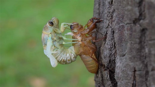 Cicada Emerges From Its Shell in Stunning Moment