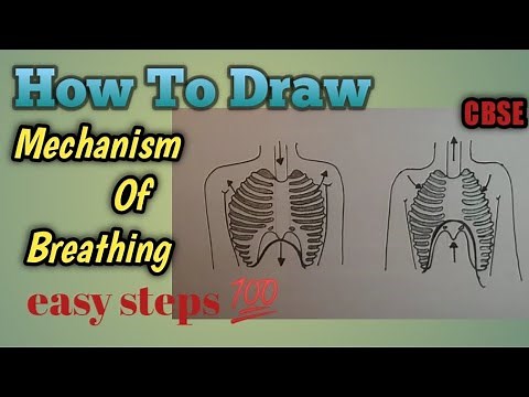 Mechanism of breathing drawing || Inhalation and exhalation diagram step by step for Beginners