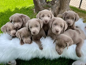 Top 12 Best Labrador Retriever Breeders in California (CA)