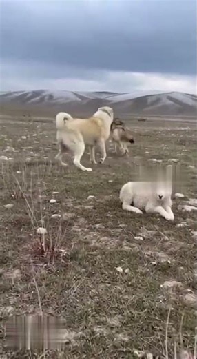 Wolf made a huge mistake approaching this dog's lamb #guardian #wolf