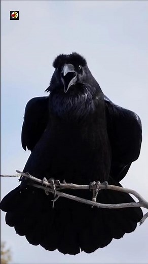 Amazing Raven Sounds (Raven Sitting On A Tree Branch)