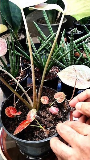 Caladium Baby Harvesting 😍😍