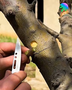 2.6M views · 4.2K reactions | This Ancient Tree Grafting Method Still Works Wonders! | Pixel Pop | Facebook