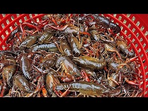 The CRAWFISH TRAPS Were So FULL! (Catch and Cook Crawfish Etouffe)