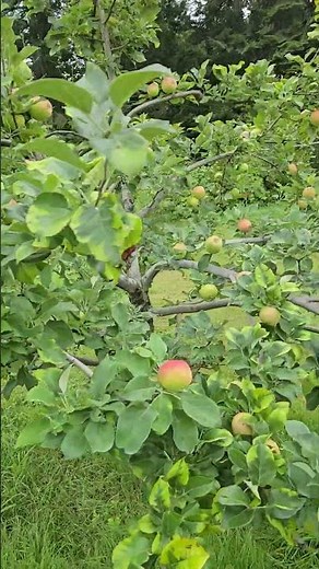 Honey Crisp & Pacific Gala Apple Trees