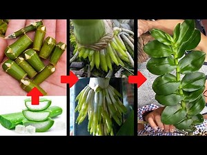 Tips to help revive dead orchids germinating