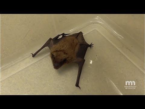 How to Safely Capture a Bat