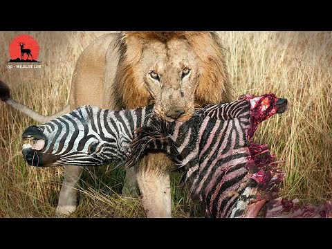 15 Momentos Leon Se Come La Cebra En Los Animales Salvajes Captados En Cámara