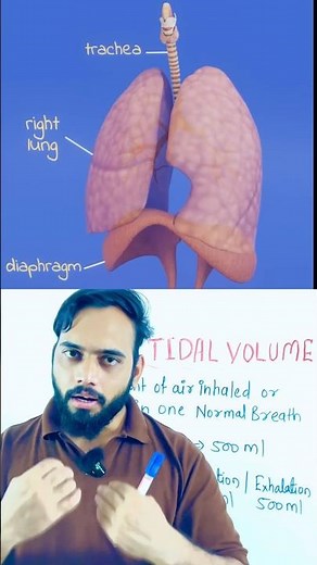 Tidal volume | tidal volume respiratory system