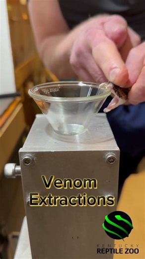 Ocellated carpet viper venom extractions #venomouscreatures #reptiles
