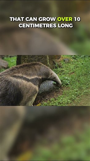 Top Ten Prey Species That Fight Back Against Predators: Giatn Anteater