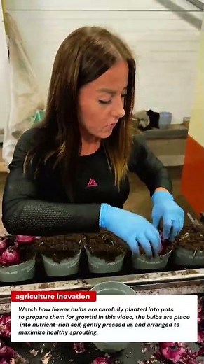 Planting Flower Bulbs in Pots | Easy Indoor Gardening Tutorial