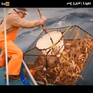 34K views | Crab catching - processing crabs in factories. Credit: Light - youtu. be/_7qeaT_ZWHM | Saransh | Facebook