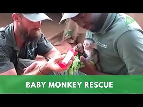 Baby Monkey Rescue