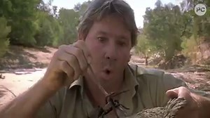 149K views · 3.5K reactions | Who else wanted to be Steve Irwin growing up?! We're remembering "The Crocodile Hunter" 12 years after his passing... | PopCulture.com | Facebook