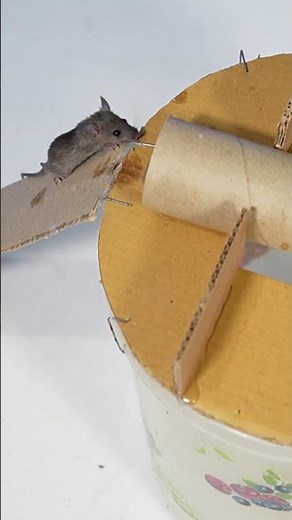 Most Effective & Easy Mouse Trap Bucket Ever! Best Rat Trap!