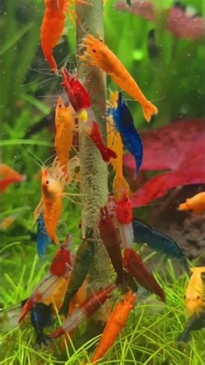 Aj Ka Mini Vlog 😃 Aquarium Ke Liye Shrimp Liya 🦐 #shorts #minivlog