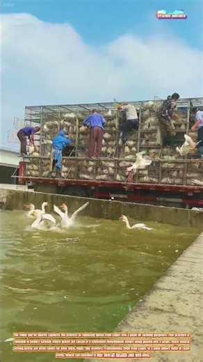 The Process of Releasing Geese into a Pond for Farming
