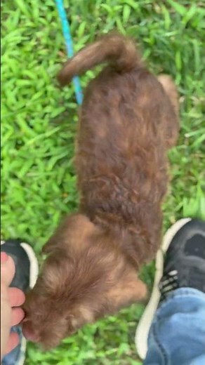 Chocolate F1B Mini Labradoodle puppy