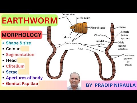 Morphology of Earthworm (External features of Earthworm)I Class 11 II ZOOLOGY II NEB II CEE II NEET