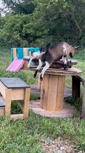 1.7M views · 15K reactions | WHEN ALL MY FIBROMYALGIA SYMPTOMS FLARE UP AT THE SAME TIME… #Fibromyalgia #fyp #Symptoms #FlareUp #FaintingGoats #Goat #Jokes #TrendingNow #Laugh #TeamFibro | The Fibromyalgia Pain Chronicles | Facebook