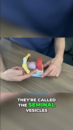 Prostatectomy Explained: The Best Techniques for Treating Prostate Cancer