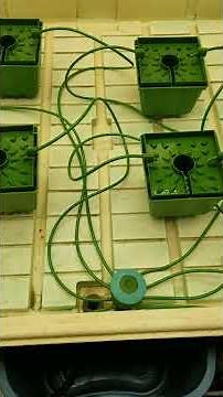 Completed Floraflex top drip setup.