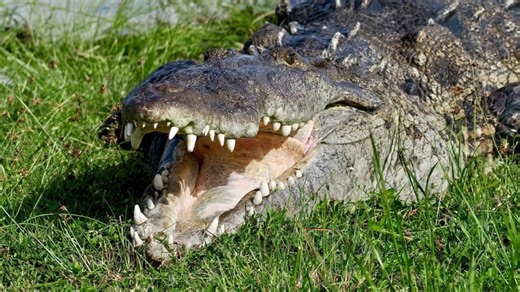 Video: Massive crocodile sighting! 14-foot Instagram famous Croczilla basks in Florida sun