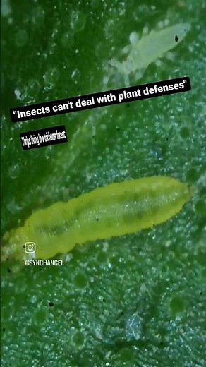 How Thrips Defeat Plant Defenses [Explanation in Description]