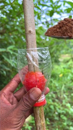 “The Results After 27 Days of the Air Layering Process.” #shots #grafting #plants #tree #gardening