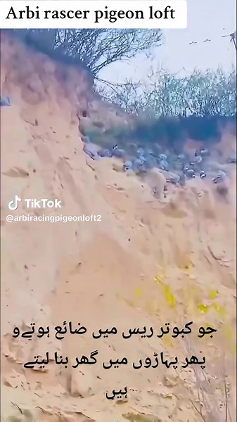 Pigeon Racing: Beautiful Racing Pigeons and Their Homes