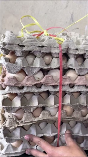 Setting up Incubator FOR new Flock