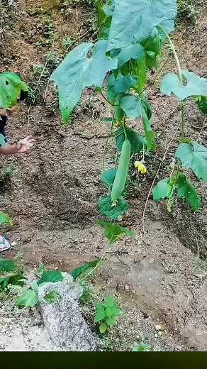 Funny CCFL Moments That Will Make You Laugh