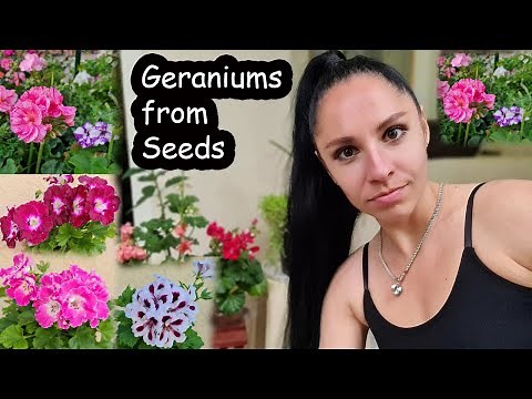 What we know about geraniums? Geraniums from seeds