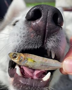 16 reactions | Improve your dog's coat, help prevent skin allergies,...