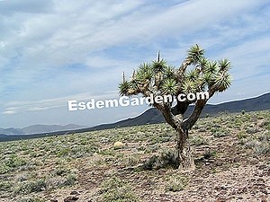 Árbol De Joshua, Yucca Brevifolia: Planta, Cultiva, Multiplica 🌿 Todo Sobre Jardinería Y Diseño De Jardines - 2025