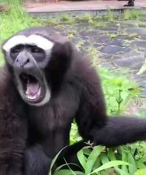 Cri singe ( espèce ? )