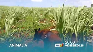 9.7K views · 124 reactions | ANIMALIA on Reels | Facebook